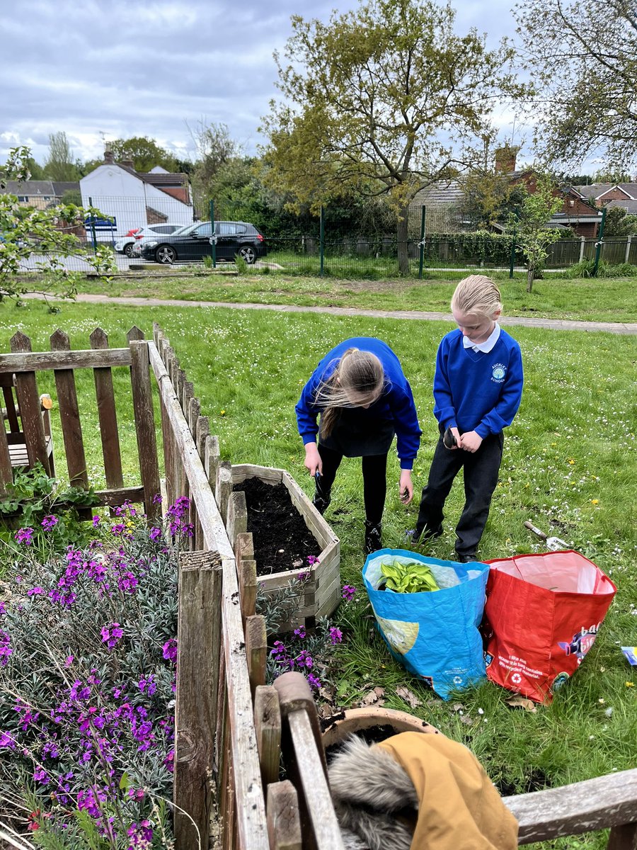 ASCAuckley's tweet photo. After School Club enjoyed another gardening club tonight. The children worked so hard and we have planted lots already. Thank you for all our wonderful donations!! ❤️ https://t.co/xhkjzqwOYk