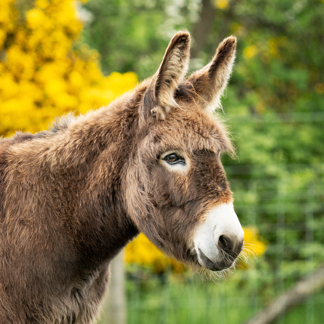 Felicity is a sociable donkey with a gorgeous fluffy coat, who loves nothing more than making new friends. ❤️ ⁣ Adopt this sweet-natured girl for yourself or a loved one from £3 a month ➡️ bray.news/4cKDkgD