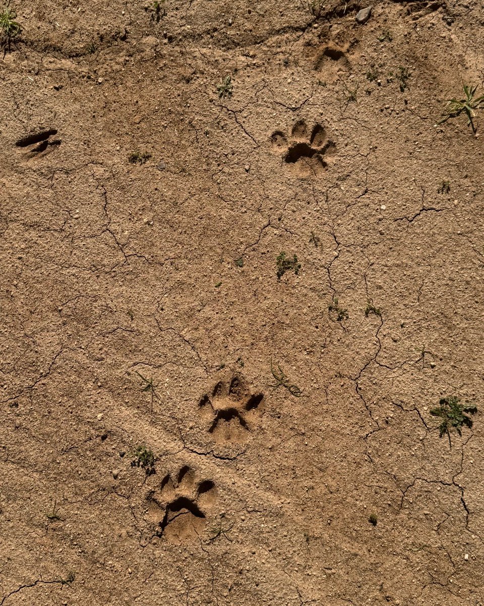 At Irvine Ranch Conservancy, our pursuit of improving ecosystems and understanding habitats is ongoing. By diligently monitoring animal tracks, we've gained profound insights into our local ecosystems. Learn more: bit.ly/48DH7t6