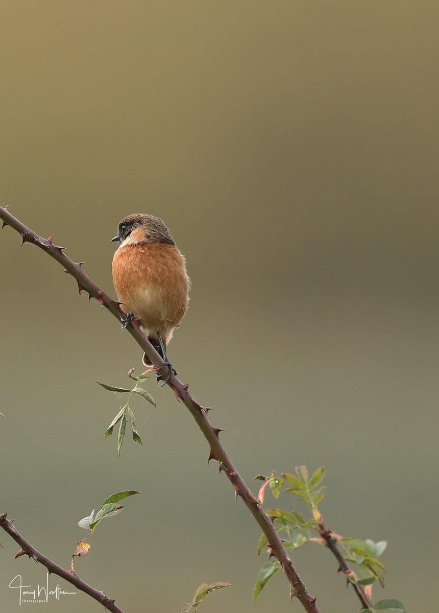 Stonechat taking some time out.