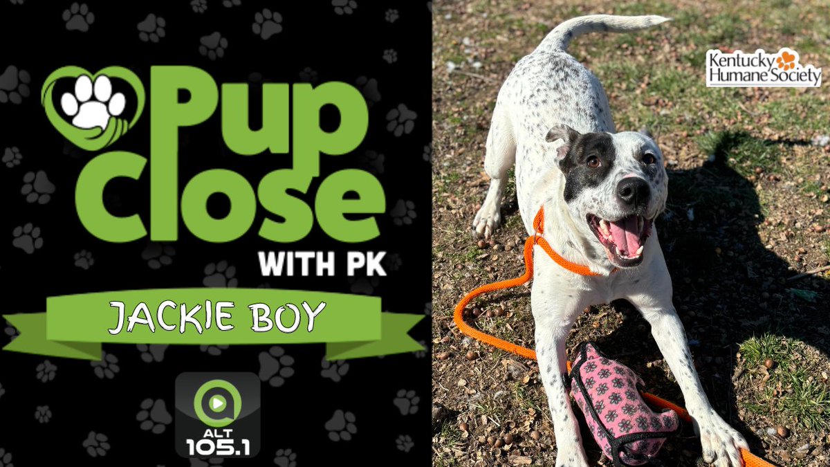 It's Wednesday, so it's time to get #PupCloseWithPK and @kyhumane with this week's featured adoptable pup, Jackie Boy! You can add this sweet fur-baby to your family now! Just hit the link below to grab more info!

alt1051.com/pup-close-with…