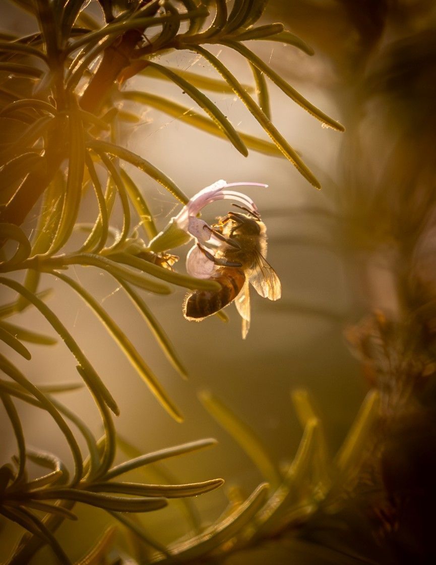 'Honeybee in rosemary' by Leanne Irwin ⁠ 📷 buff.ly/3w8X9Ow ⁠ #Picfair⁠ ⁠ _⁠ ⁠ Create your Picfair store today and join over 1,000,000 #Photographers selling their photos with their own website!⁠ _⁠ ⁠ #photo #photooftheday