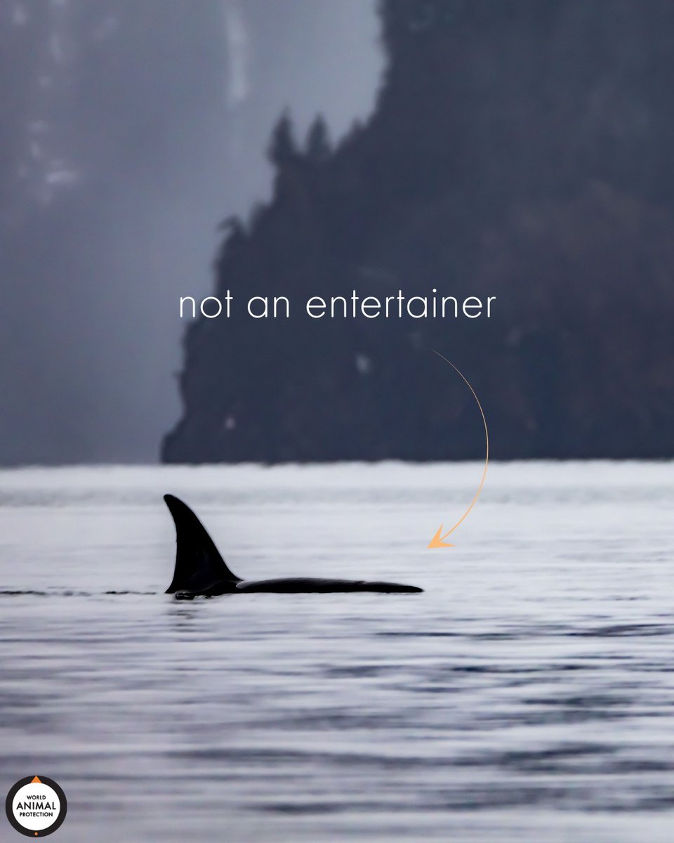 Orcas shouldn't be forced to live in tanks and perform for entertainment. #EmptyTheTanks