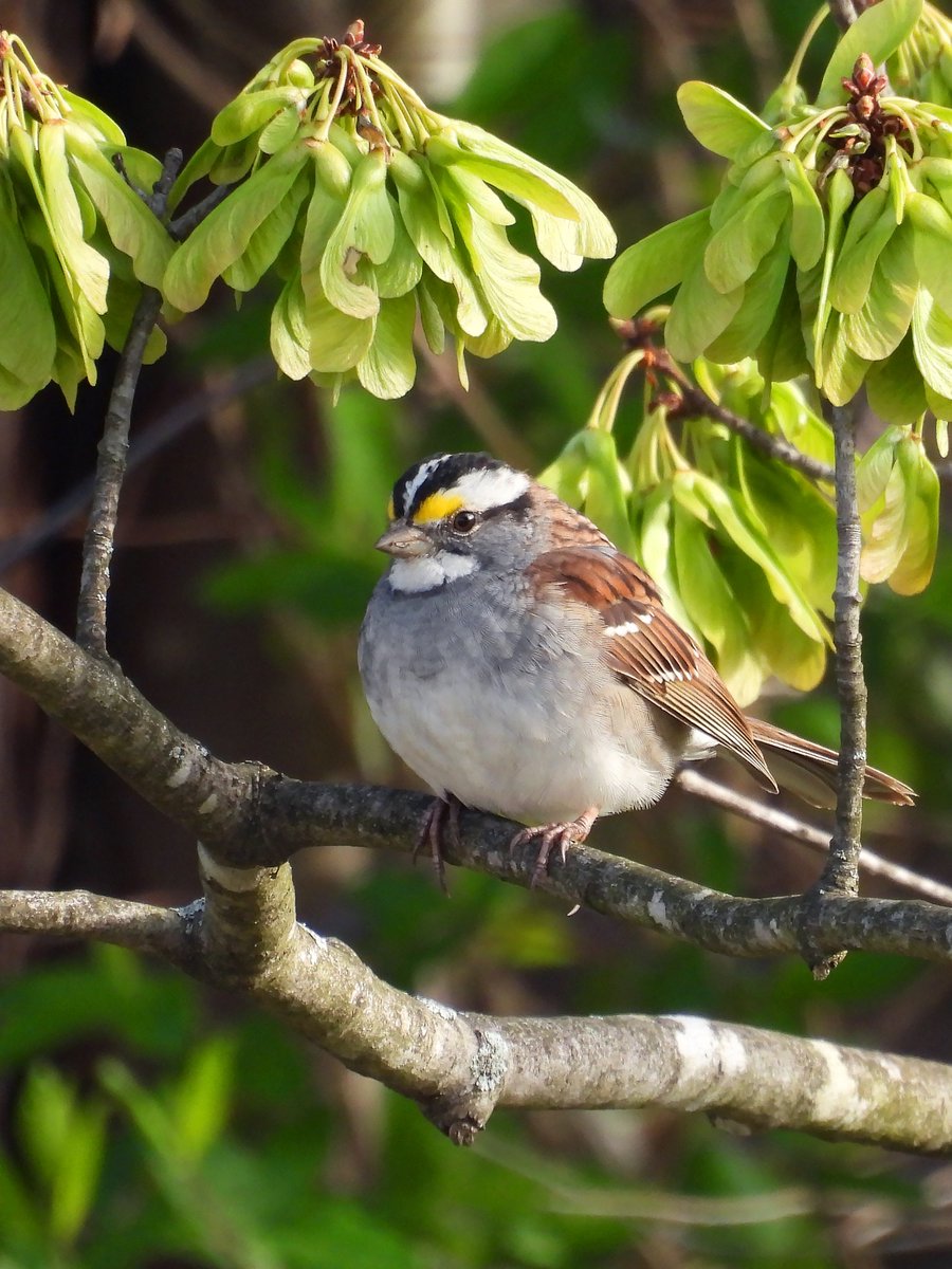 Flowers aren't the only thing blossoming! The white-throated sparrow's put on its best plumage in hopes of finding a mate.

Looking this good starts in the kitchen! The bold yellow spots on the white-throated sparrow's head requires they eat foods rich in carotenoids.