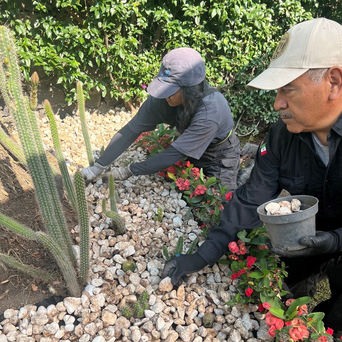 Gardeners at Mexico City National Cemetery 🇺🇸 🇲🇽 have just planted over 3,500 seasonal plants. 🌵 Every year, this marks the first #MemorialDay preparations. This site honors American servicemen who served during the Mexican-American War, Civil War and Spanish American War. 🙏