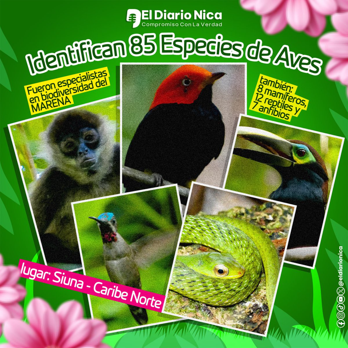 Un equipo de especialistas en biodiversidad, guardas de áreas protegidas y técnicos de campo del MARENA – Siuna, identificaron un total de 85 especies de aves, 8 mamíferos, 12 reptiles y 7 anfibios en la zona del Caribe Norte. #Nicaragua #24Abril