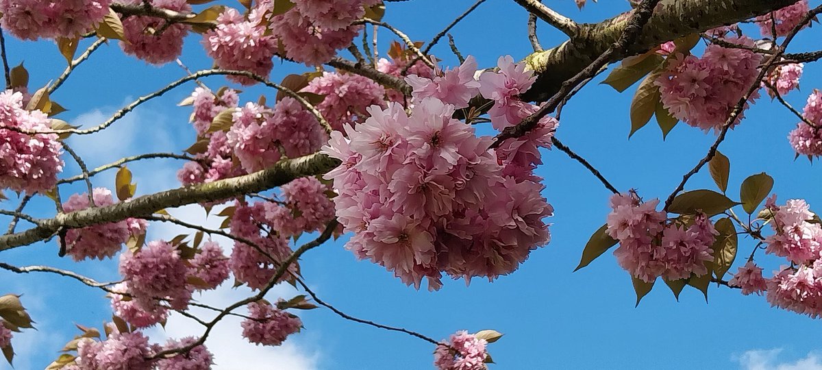 #BlossomWatch in @TullieCarlisle garden today. #everyoneneedsnature 🌸