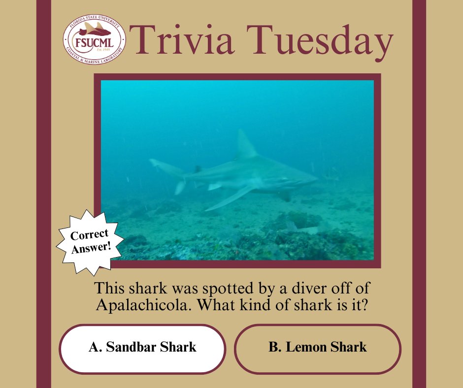 ...and the answer is “A” Sandbar Sharks (Carcharhinus plumbeus)! Fun Fact: Dr. Dean Grubbs conducted his Ph.D. research on sandbar sharks in Chesapeake Bay! 🦈