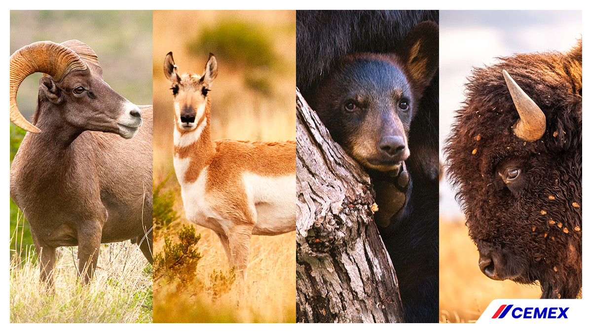 ¿Sabías que existen diferentes tipos de especies en la Reserva Natural El Carmen? 🍃 Este lugar es hogar de cientos de plantas, aves, mamíferos, reptiles y anfibios, que viven con tranquilidad en su hábitat natural. 🐏🐐 ¿Cuál es tu favorito? #Cemex