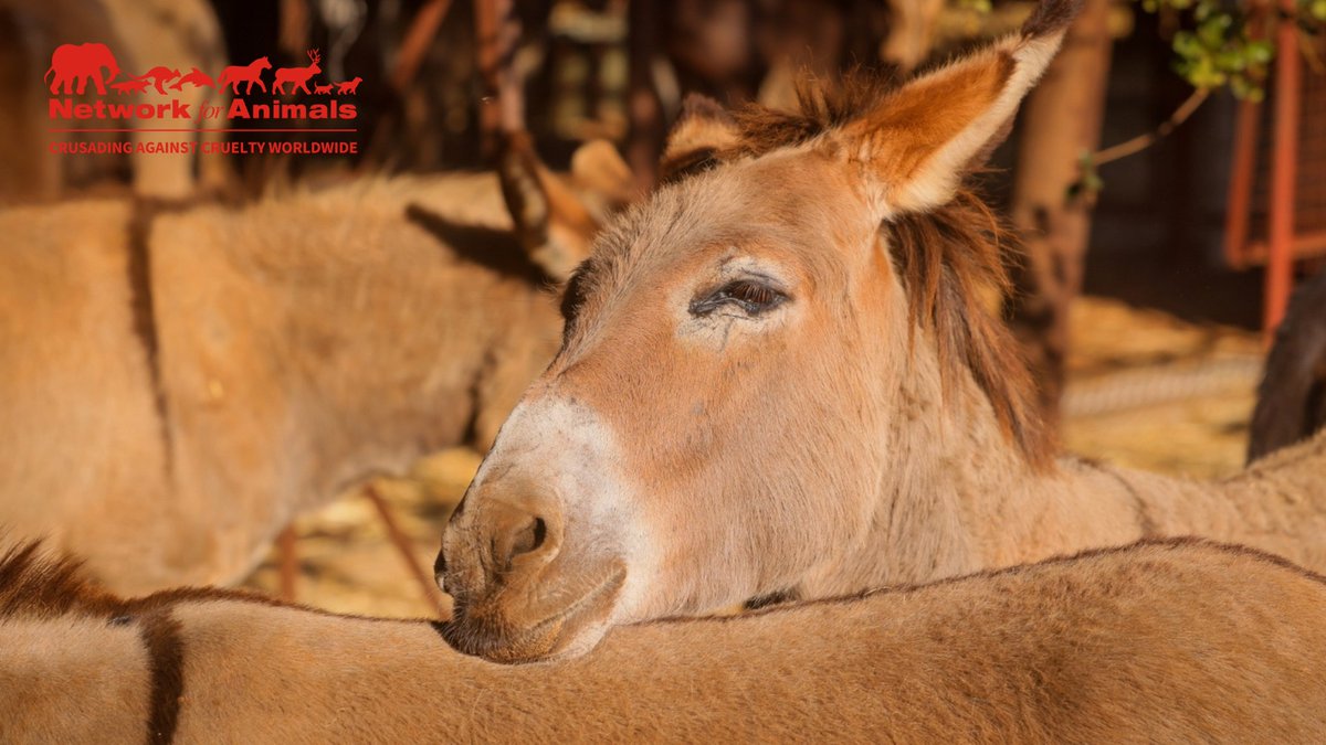 Network4Animals's tweet photo. #Zimbabwe's #donkeys face starvation due to #drought unless we act NOW! 

With your help, we need to plant 4,500 life-saving #moringatrees ASAP to feed 500 donkeys before a harsh winter sets in – please donate generously: https://t.co/XlxQAFuHql.

#NFADonkeys #ZimbabweDrought https://t.co/TmXOwXdAHJ