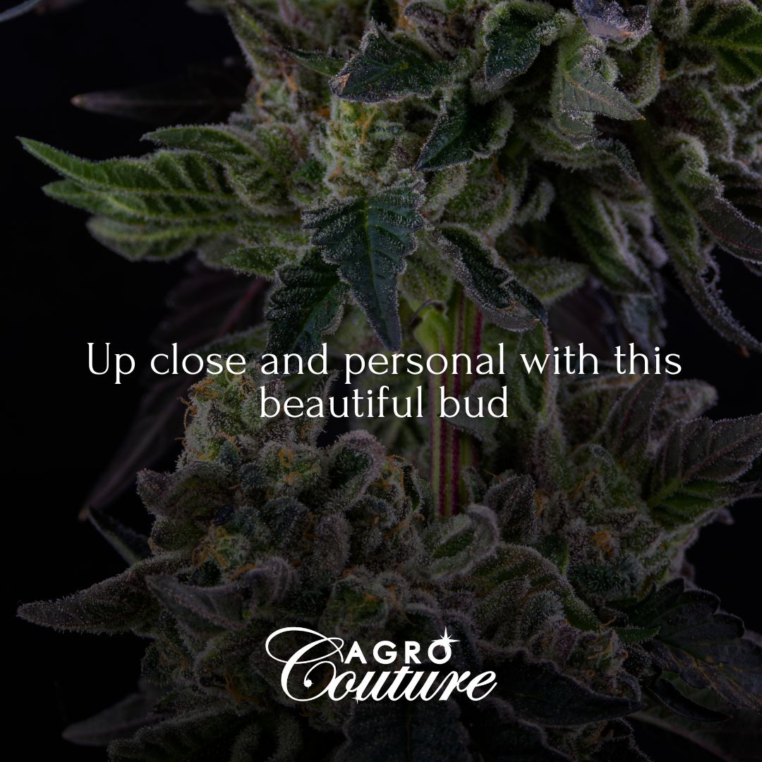 Beauty unlocked 🔍🌱

#washington #washingtontacoma #agrocouture #washingtonproducts #goods