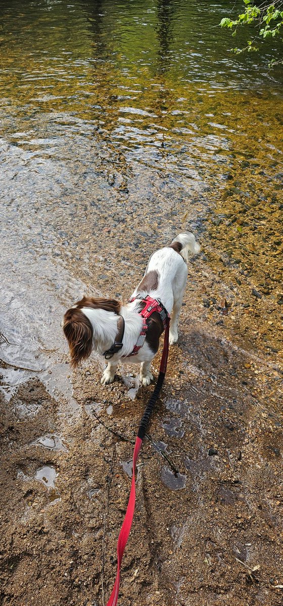 Another fab @dartmoornpa walk in the cleave!

#springerspaniel #irishsetter #lustleighcleave