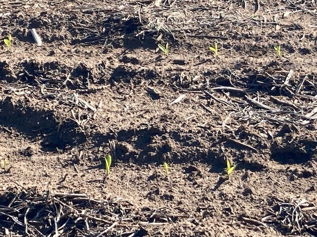 “Planting resumed yesterday after a week break due to rain. There seems to be plenty of moisture for the seed now. I estimate 80% of the corn in this area has been planted.' #planting update from Francis Kelsey, Shawnee County. #kscorn #corn #plant24