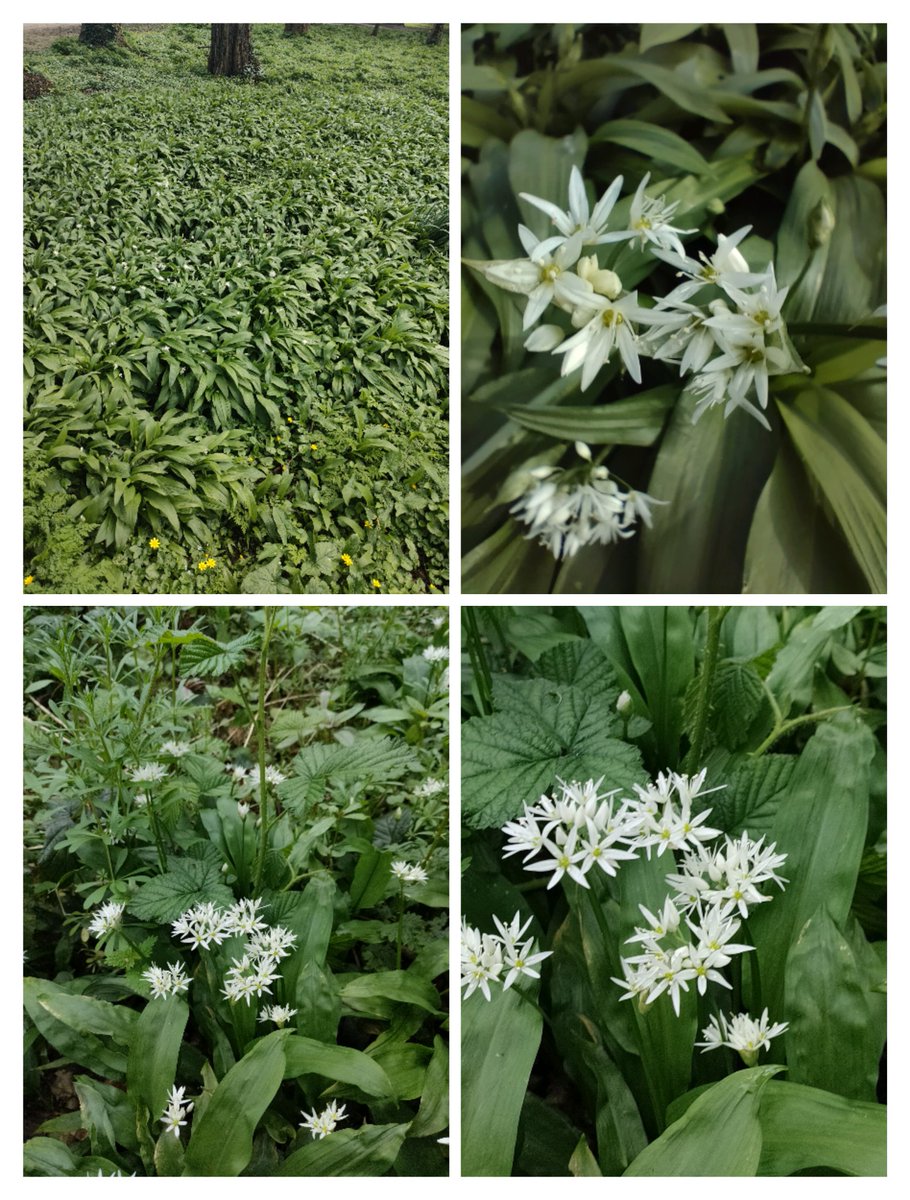 Wild Garlic growing in Antrim Castle. Garlic is a plant of good fortune and (apparently) in Ireland ☘️ some folk would put bulbs in the thatching of new roofs. It is an indicator of ancient forest & in this instance grows alongside wood anemone (another indicator of ancient…