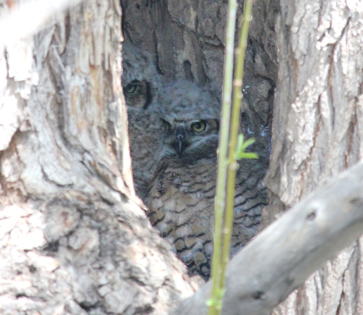 There's a pair of great horned owls on a trail near my house who have successfully hatched two (from what I can see) chicks! They are hanging out keeping a close eye in a nearby tree. These photos were taken with a lens that allowed me to keep a distance!