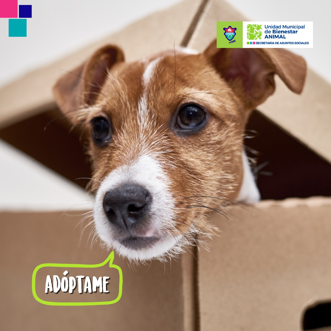 ¡Tu mejor amigo espera por ti! 🏡💖 ¿Estás listo para transformar la vida de un animal necesitado? A tráves de la #DirecciónDeBienestarAnimal puedes adoptar a tu compañero. #AdoptaUnAmigo