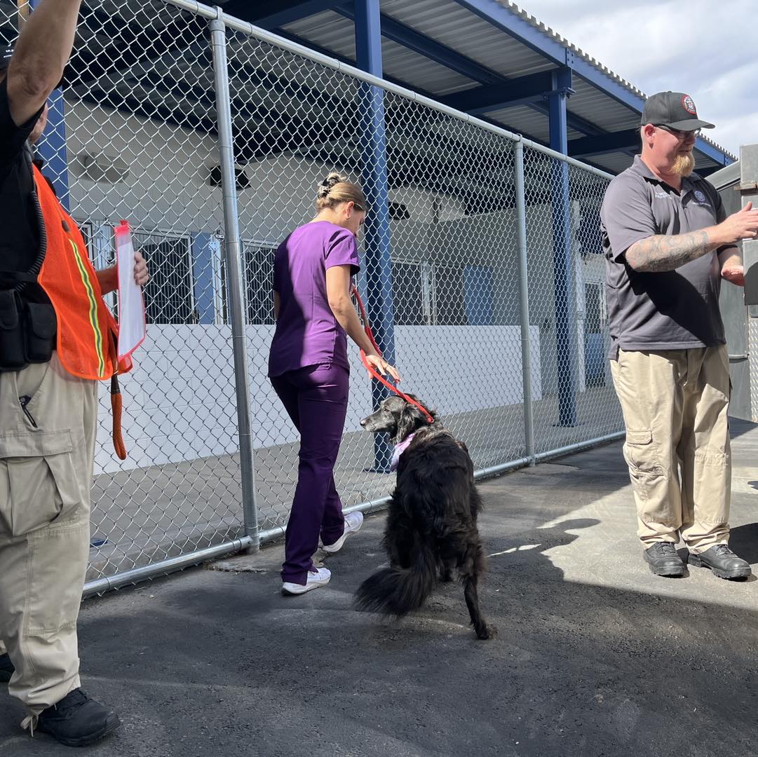 A LONG-AWAITED DAY! It’s all hands on deck today as we move hundreds of dogs to the brand new East Valley Animal Care Center. Thank you to our staff, volunteers and the Arizona Humane Society for helping us during this transition: maricopa.gov/newshelter