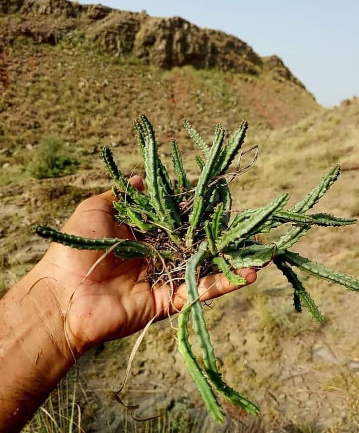 Pamankay پمنکے Its is a vegitable having bitter taste like bitter Gourd. In urdu chongay.
#ข้ามฟ้าเคียงเธอ2024  #FRUITSZIPPER #アイドル好きと繋がりたい #الديوان_الملكي #ซ่องonexอิงฟ้า #vegetable #famousquotes