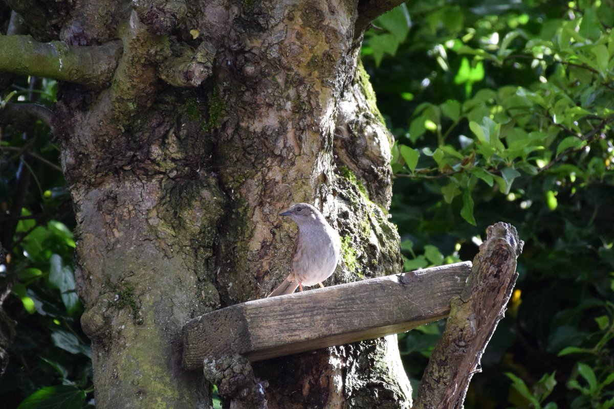 MyGarden_Uk's tweet photo. Afternoon Visitors.
Spot came by for his afternoon meal.
Photos from Sunday
@des_farrand @alisonbeach611
#Afternoon #Dunnocks #Nature #SunnyDays #SpotTheDunnock https://t.co/bEHEnJV4J7