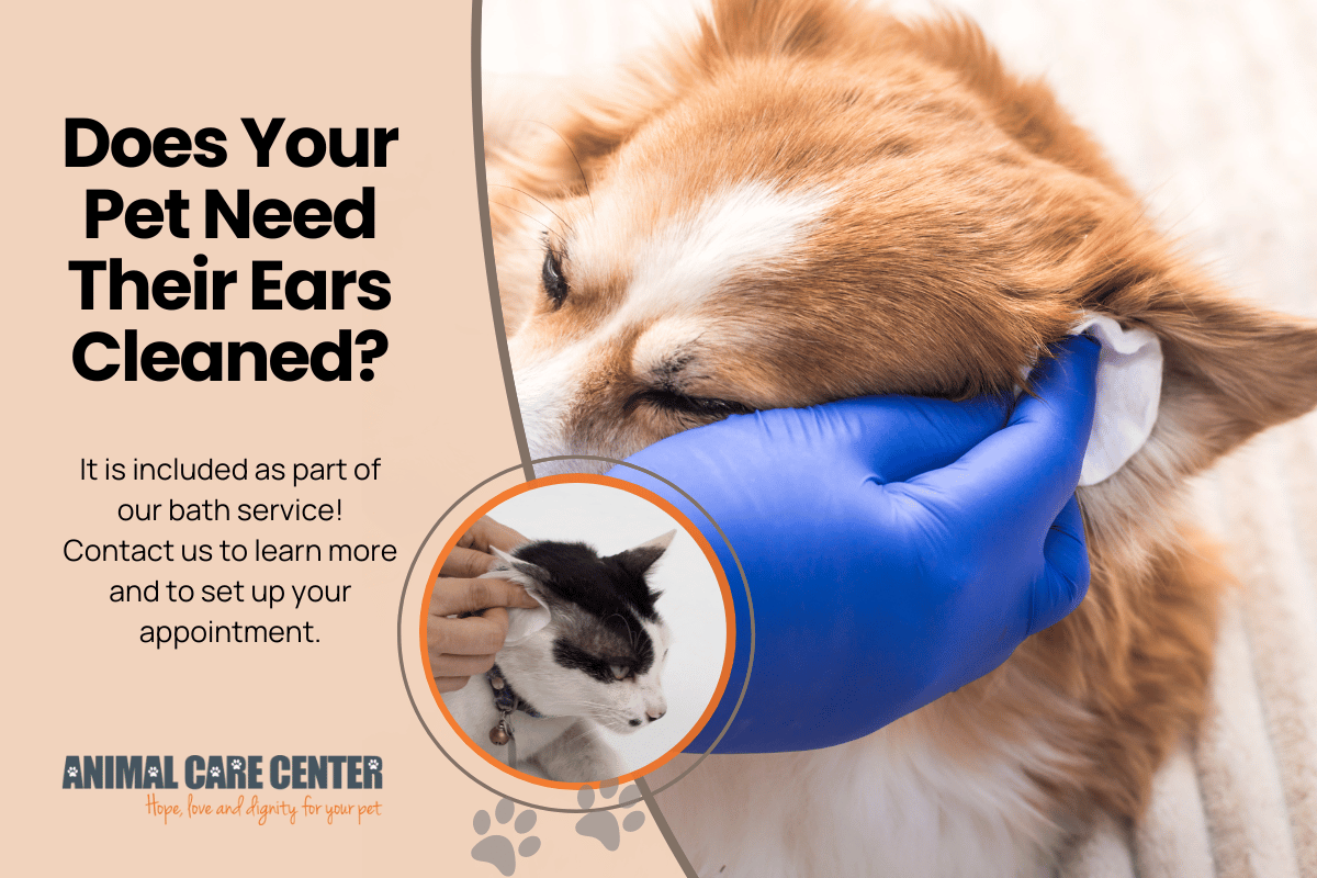 At Animal Care Center, we offer a full line of bathing and grooming services for all breeds of dogs and cats. Treat your pet to one! Contact us for your pet in the Smyrna area.

#veterinarian #grooming #petboarding #SmyrnaGA animalcarecentersmyrna.com/our-services/g…