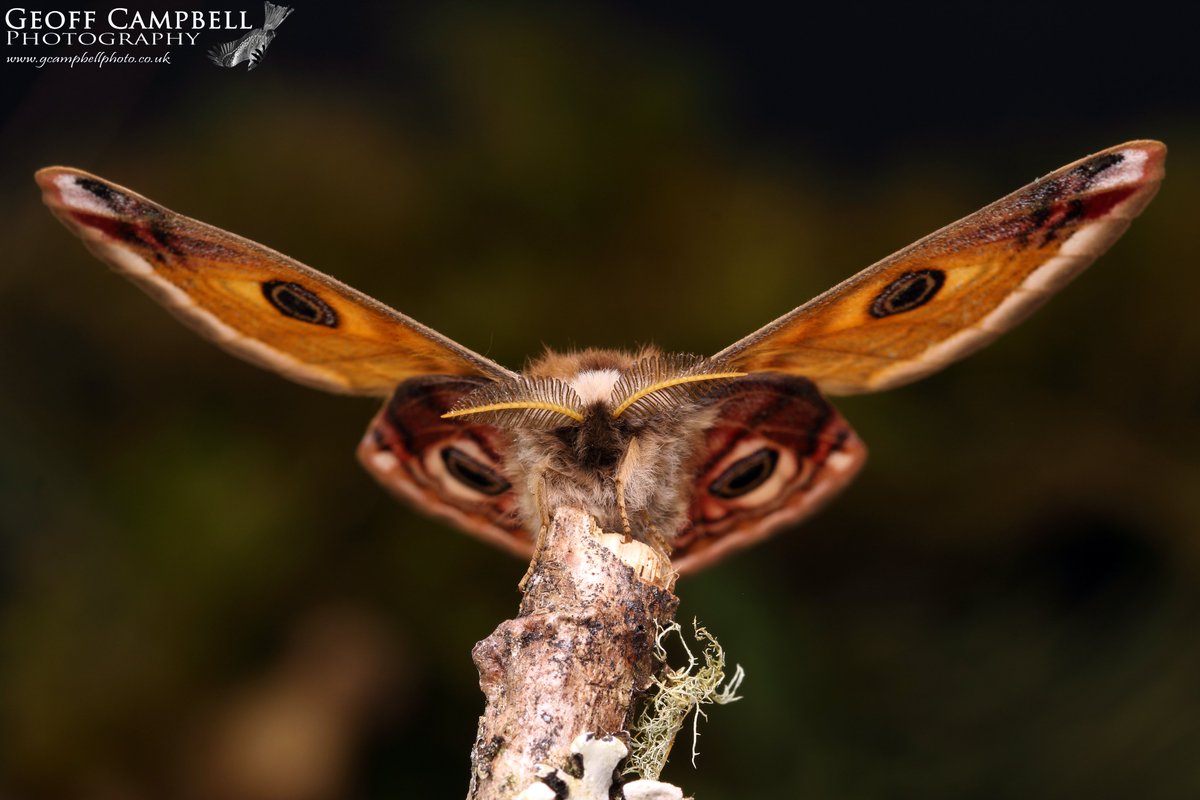 Emperor Moth (Saturnia pavonia) - N. Antrim - April 2024. An increase in numbers this week of these stunning moths, especially where there is shelter from the northerly winds. #moths #mothsmatter @BCNI_ @UlsterWildlife @savebutterflies