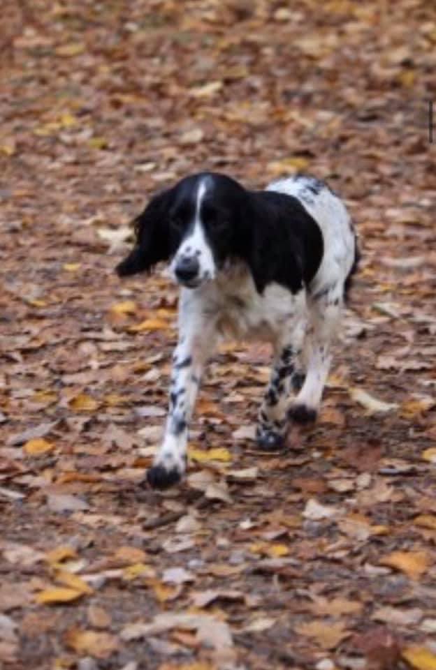 #SpanielHour HOLLY Blk&wh #Sprocker Stubby tail/skinny dog Chipped & spayed doglost.co.uk/dog-blog.php?d…