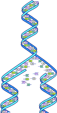 DNA Day (April 25) commemorates the day in 1953 when James Watson, Francis Crick, Maurice Wilkins, Rosalind Franklin and colleagues published papers in the journal Nature on the structure of DNA. en.wikipedia.org/wiki/DNA_Day #DNADay #STEM #SciChat #SciEd