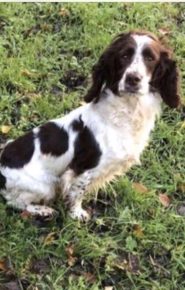 @bs2510 @WaterhousePat @4ourdogs @HunnyJax #SpanielHour BAILEY liver&white #ESS female BLIND IN LEFT EYE Chipped&spayed doglost.co.uk/dog-blog.php?d…