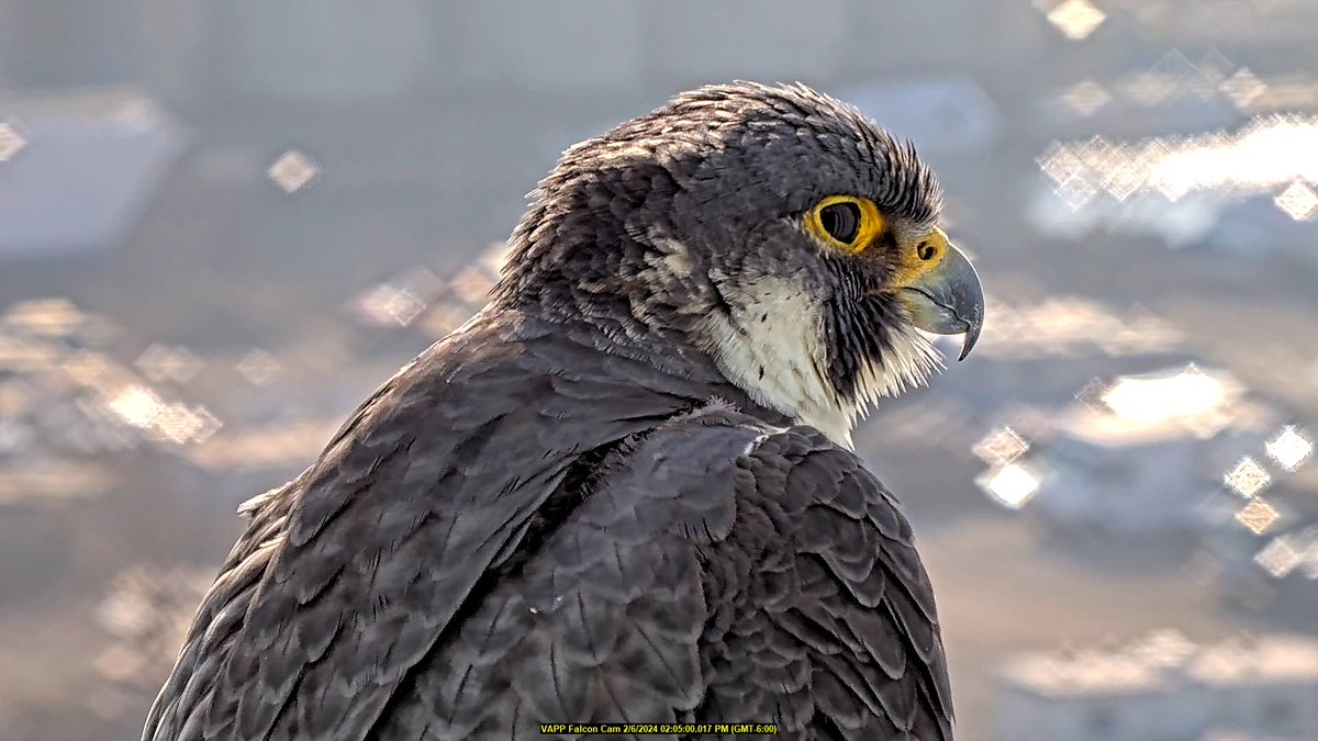 Our peregrine falcon naming contest is gold-medal worthy! 🏅 Vote to name this year’s chicks after some of Wisconsin’s best Olympic athletes. surveymonkey.com/r/SquawktheVote