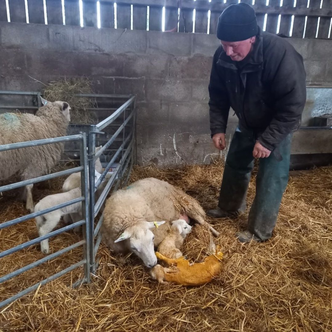 scribehound_ctr's tweet photo. 'My Dad’s motto, which I’ve heard on a loop since childhood, is: “By the time you’ve shown someone else how to do it, you might as well do it yourself!” or the real off-putter: “You’ll get kicked in the face by a sheep.”'

Anna Jones reflects writes on #Scribehound. https://t.co/3437PqBikm