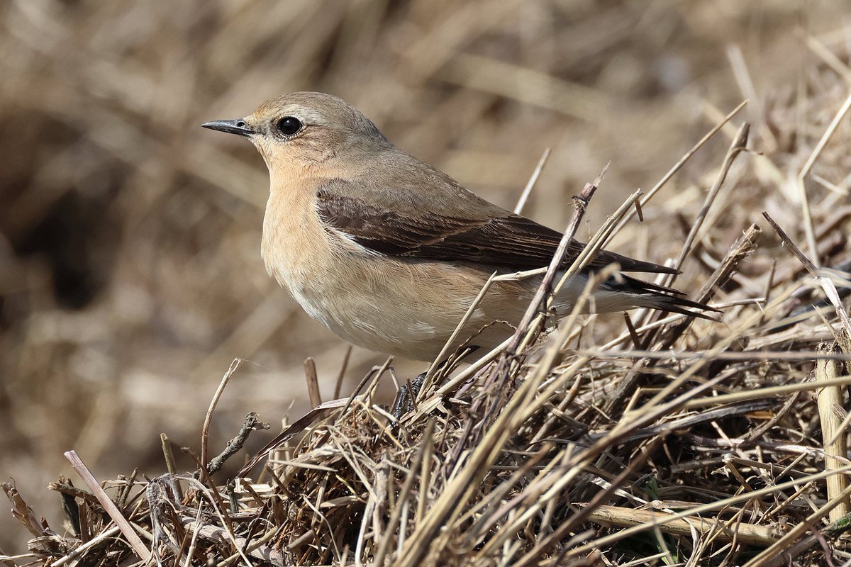 Male and female Wheatears at Burton yesterday.