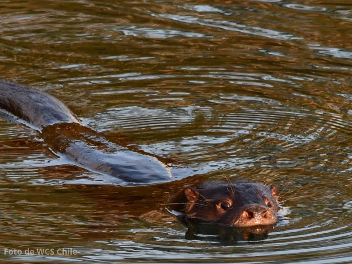 #LosRíos: Durante fiscalización de pesca recreativa con
<a href="/CarabLosRios/">Carabineros Región de Los Ríos</a>
una persona resultó detenida por cazar un Huillín, especie protegida y único mamífero de agua dulce protegido por la LGPA. Revisa los detalles en sernapesca.cl/noticias/en-la…… 
Foto gentileza de: <a href="/WCS_Chile/">WCS Chile</a>