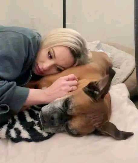 Boxer Dog Lovers & Owners tweet media