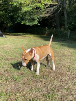 🆘23 APR 2024 #Lost DOTTIE #ScanMe Tan & White Bull Terrier: Miniature Female Lost on Aylburton Top Common chasing deer into the woods. Top Common #Aylburton nr #Lydney #Gloucestershire #GL15 doglost.co.uk/dog-blog.php?d…