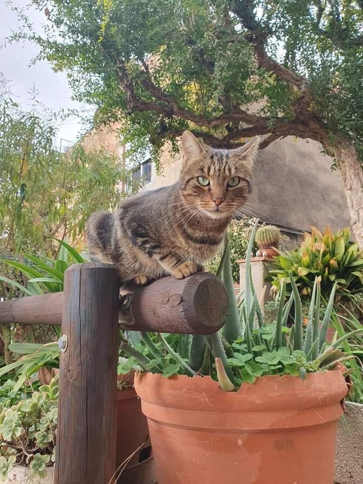 RodamonsDeRubi's tweet photo. SE BUSCA - ZONA CENTRO RUBÍ
Macho castrado perdido desde hace una semana por la zona del Carrer Sant Miquel, de Rubí.
Tiene corte en la oreja.

Si alguien lo ve o encuentra rogamos contacten con el ☎️ 607879741.

Gracias. https://t.co/bSnUySrEl2