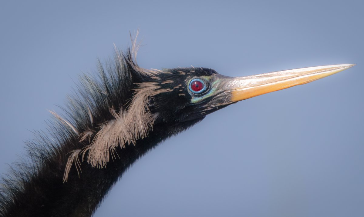 Male Anhinga in his finest feathers.