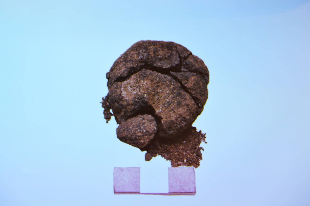 Archaeologists find surprisingly well-preserved 8,600-year-old bread in Çatalhöyük, Türkiye 🇹🇷