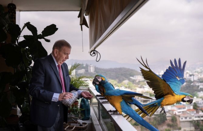 What an amazing photo of a Venezuelan politician and his macaw mates by @GabyOraa