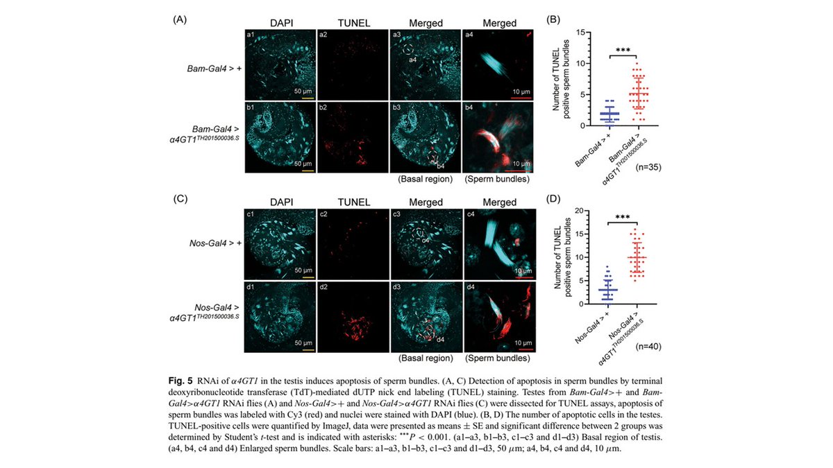 α1,4-galactosyltransferase 1 in spermatogenesis of Drosophila melanogaster: is expressed at a significantly higher level in the testis than in the ovary, regulates the sperm individualization process and maintains the survival of sperm bundles. tinyurl.com/25p47244 #glycotime