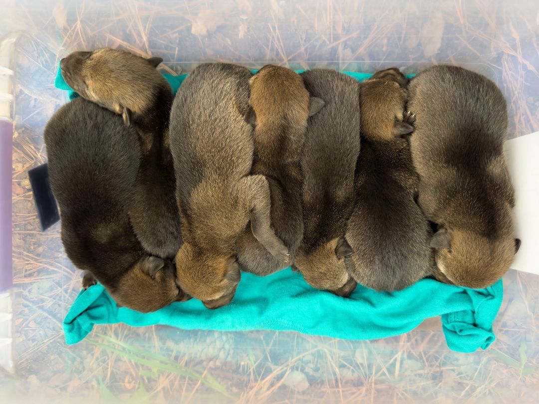 THE MUSEUM OF @lifeandscience HAS A NEW LITTER OF RED WOLF PUPS! LOOK AT THEM!