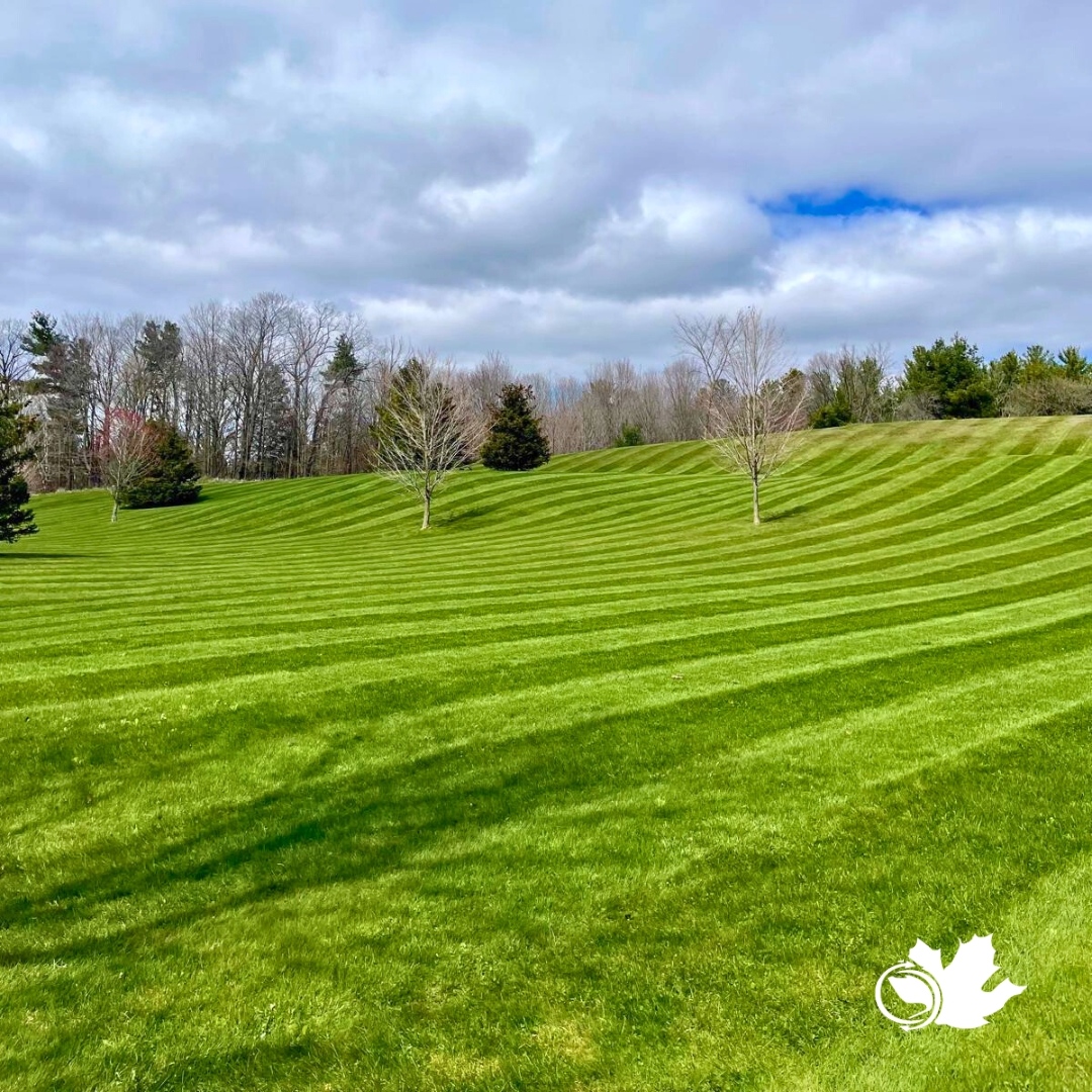 🌿✂️ First trim of the season complete! 

Are you ready to keep your summer style fresh? 

Visit our website for our summer maintenance packages. ☀️

#LawnCare #GreenLawn #LushLawn #GrassGoals #HealthyLawn #MowAndGrow #LawnLove #LawnGoals #LawnMaintenance #FreshlyMowed #Greene...