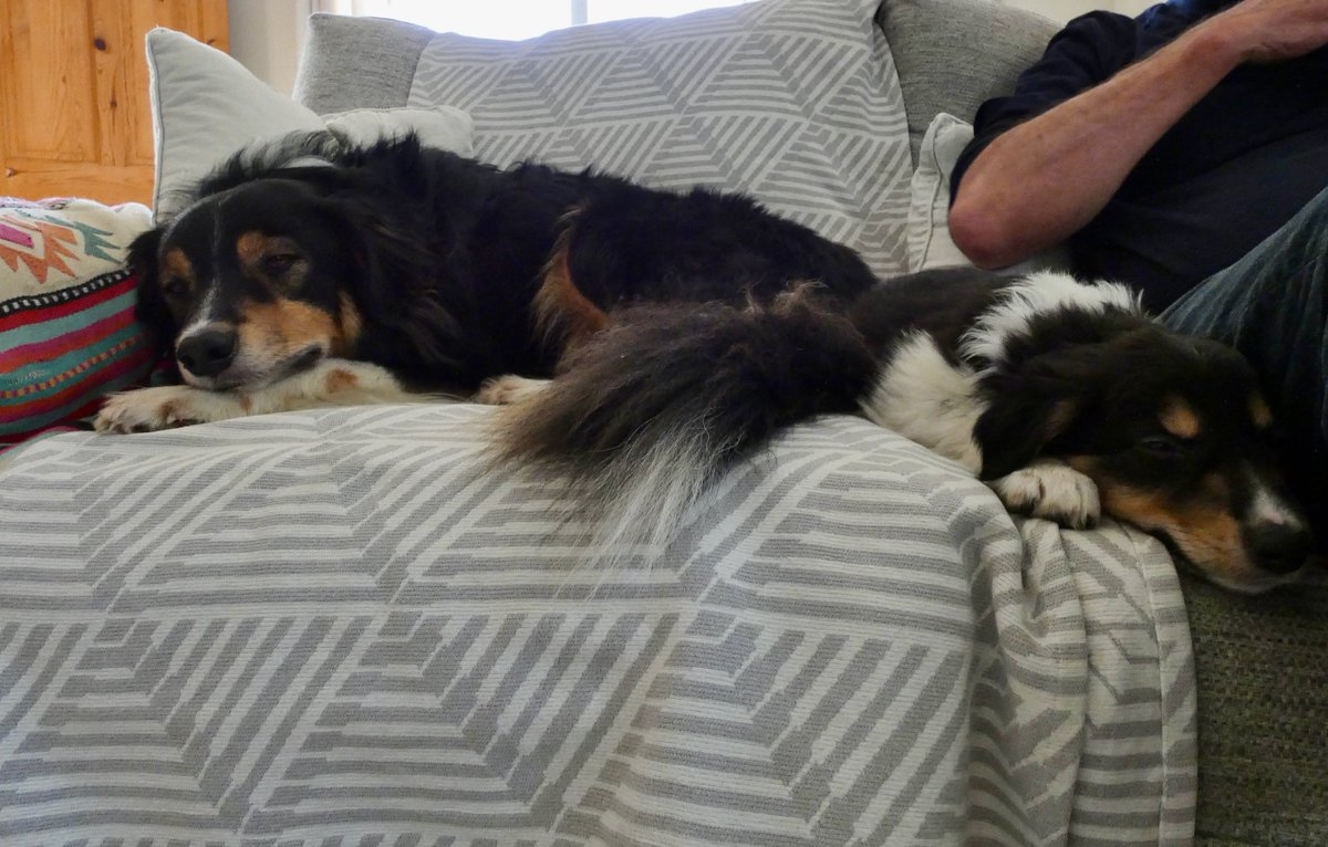 CliffsideKatie's tweet photo. New meht for Mehty. Meet Zack. Little and large.#colliepup #bordercollie #tricolourcollie https://t.co/OluQmAuHn6