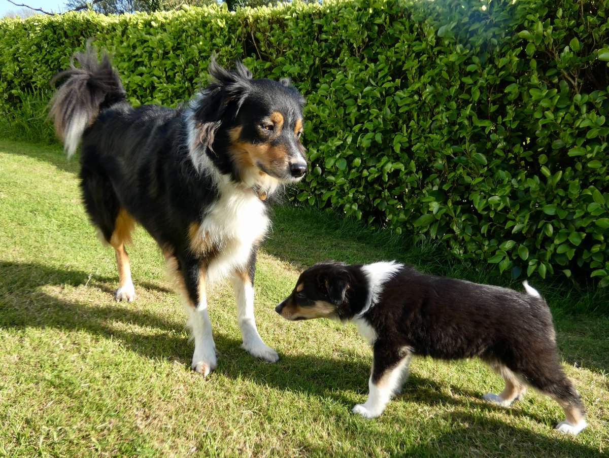 CliffsideKatie's tweet photo. New meht for Mehty. Meet Zack. Little and large.#colliepup #bordercollie #tricolourcollie https://t.co/OluQmAuHn6