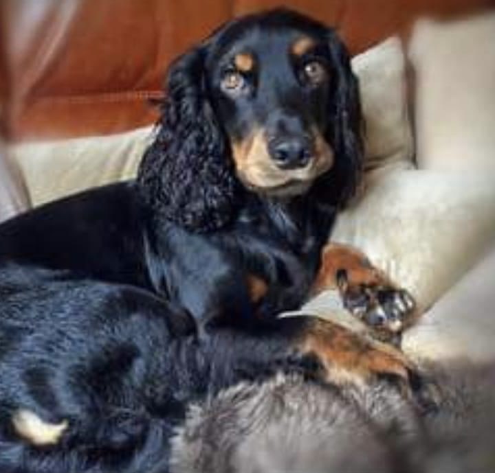 #SpanielHour 

OWNERS FIRST POST FOR ZEP never thinking he wouldn’t be found 
“If you’re daft enough to be out walking in this weather, can you keep a look out for a black n tan #cocker 
Lost #wintersett #Anglerscountrypark area.TY #Wakefield #WF4 

doglost.co.uk/dog-blog.php?d…