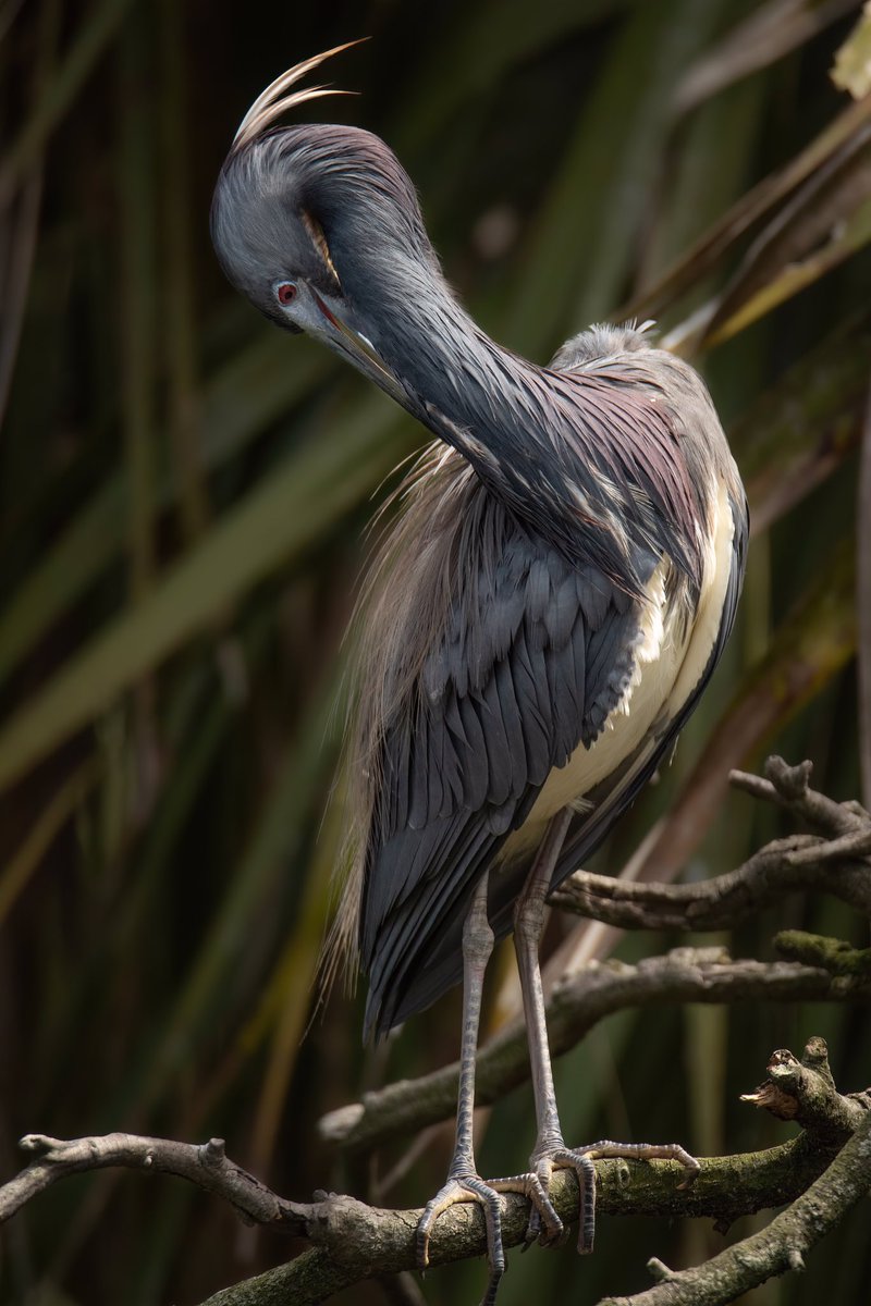 GOOD AFTERNOON #TwitterNatureCommunity 

Take a look at this wonderfully colored Tricolored Heron as it preens its aigrettes. 

#BirdsOfTwitter #BirdTwitter #Birds