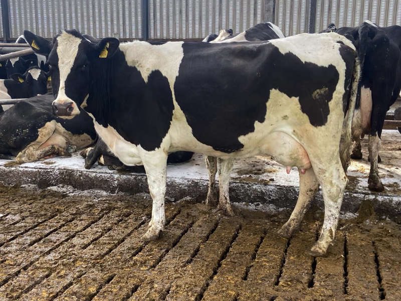 JonStanley10's tweet photo. Short hop over the Irish Sea this afternoon to look at Irish  🇮🇪 summer/ autumn calving cows 🐄 for uk 🇬🇧 farmers @GrasstecLtd contact me if your after any or would like further information 07826 406996 https://t.co/EZPXBv4nBj