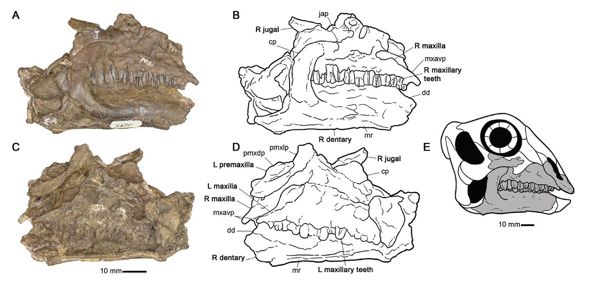 New paper out today in @VertAnatPalaeo by former student @tmurraywj redescribing a baby hadrosaurid skull using CT tech. Great work, Trystan! #CMNPalaeo journals.library.ualberta.ca/vamp/index.php…