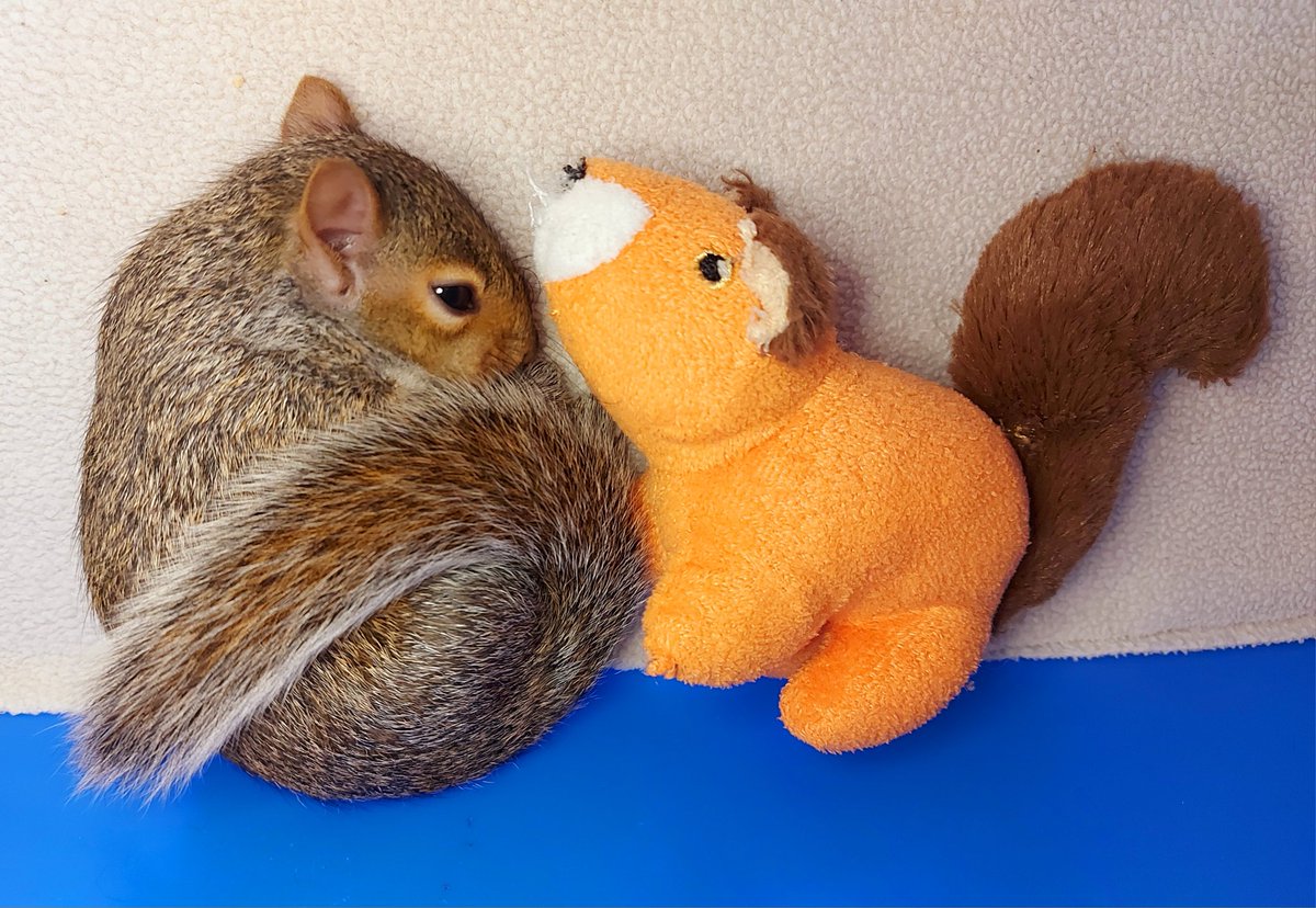A TOY IS SUCH A GOOD FRIEND WHEN YOU ARE LITTLE - even if you have a real living nest mate, a teddy is still a must! 🙂❤️🐿