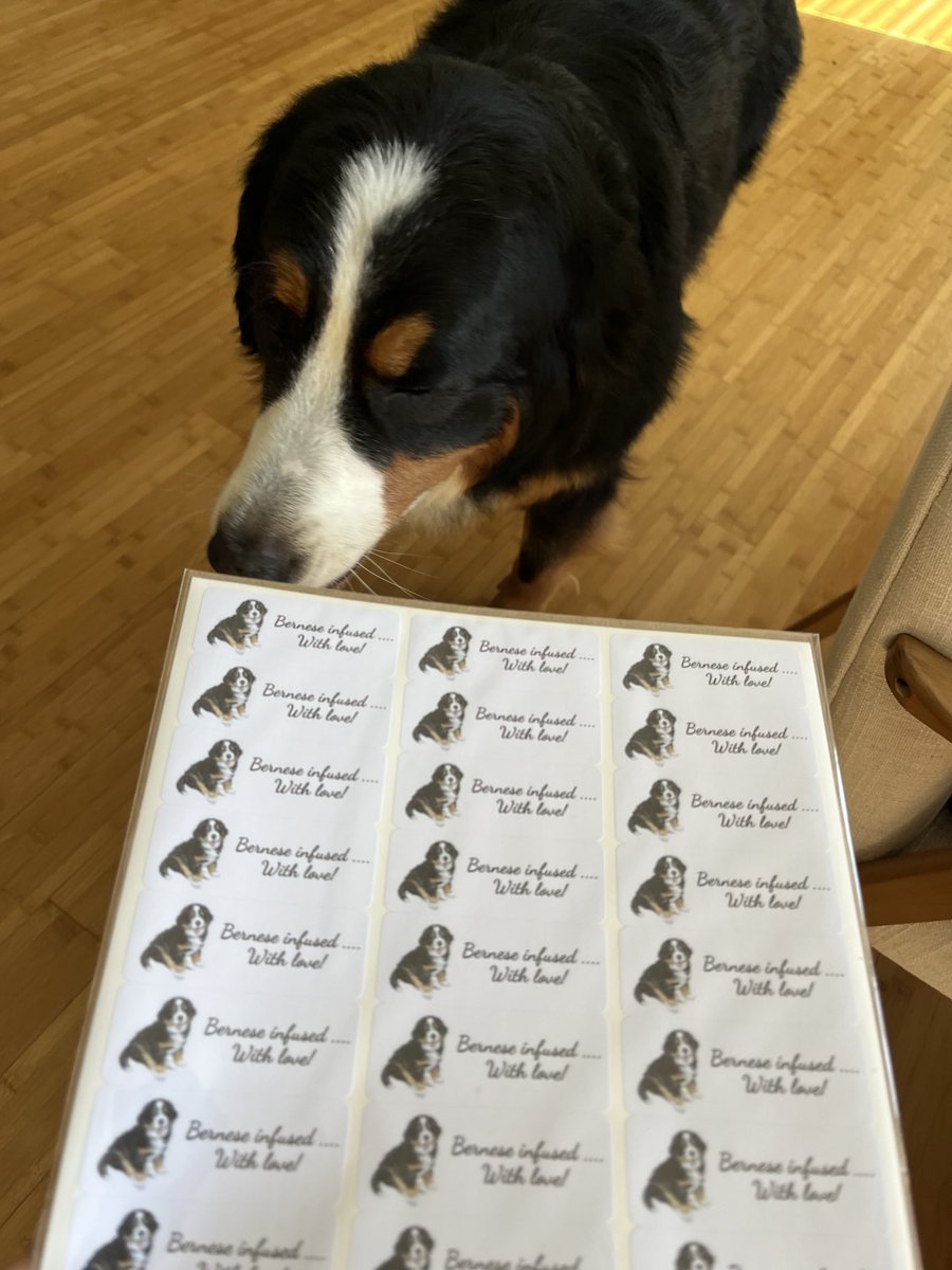 When you get tired of explaining Bernese hair you get these stickers. #dogsofx