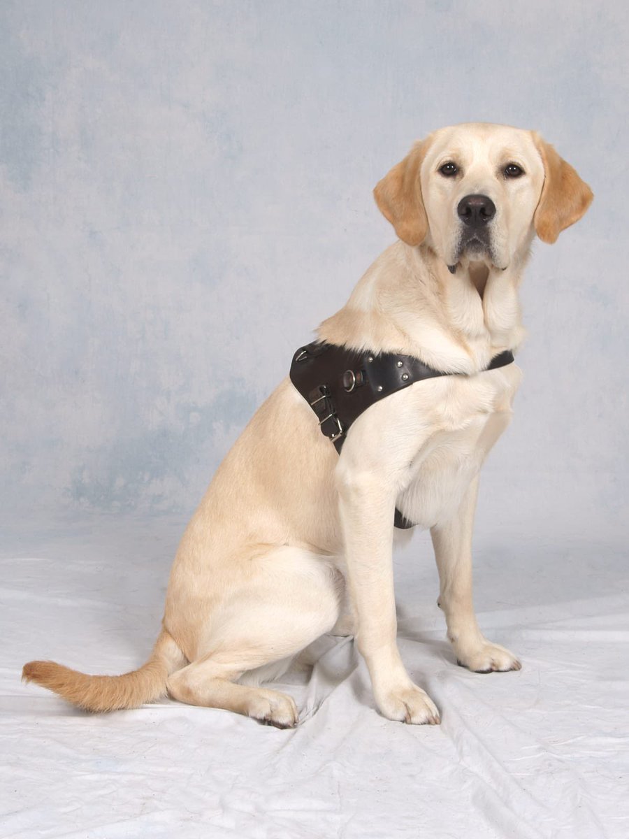RPD Champ would like to wish all guide dogs a happy #InternationalGuideDogDay. RPD Champ was a GD with @GuideDogsNW before becoming a Drugs/Cash/Firearms Detection Dog with @MerPolDogs Champ by name and Champ by nature. Well Done to all GDs 🎖